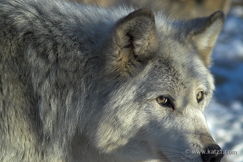 Arctic Wolf 009